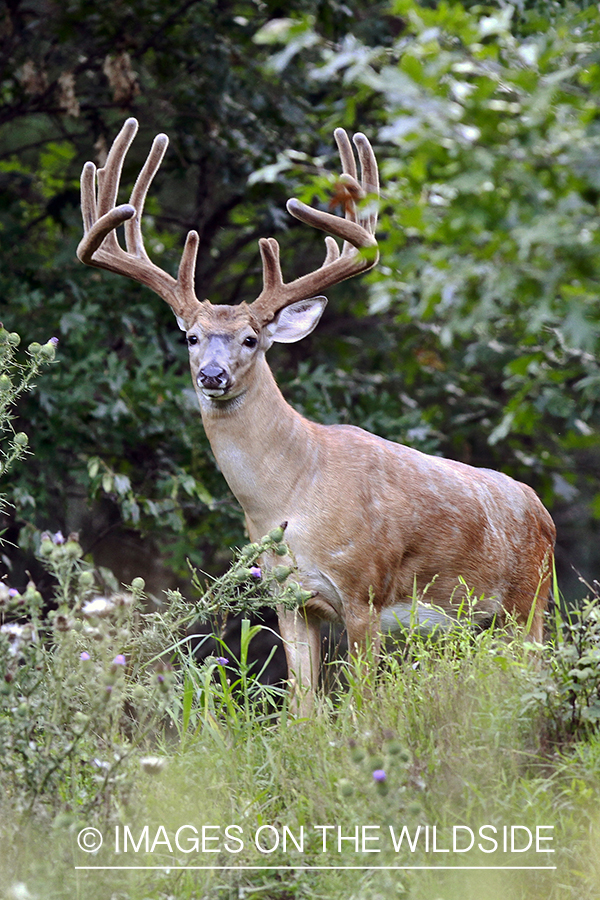 White-tailed buck in velvet.