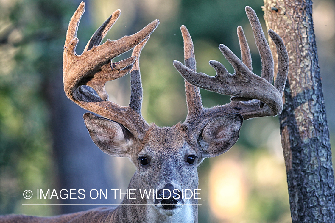 White-tailed buck in habitat.