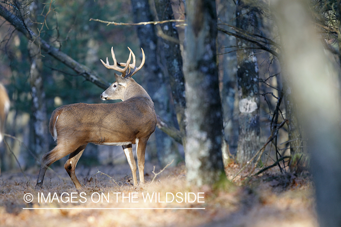 White-tailed buck in habitat.