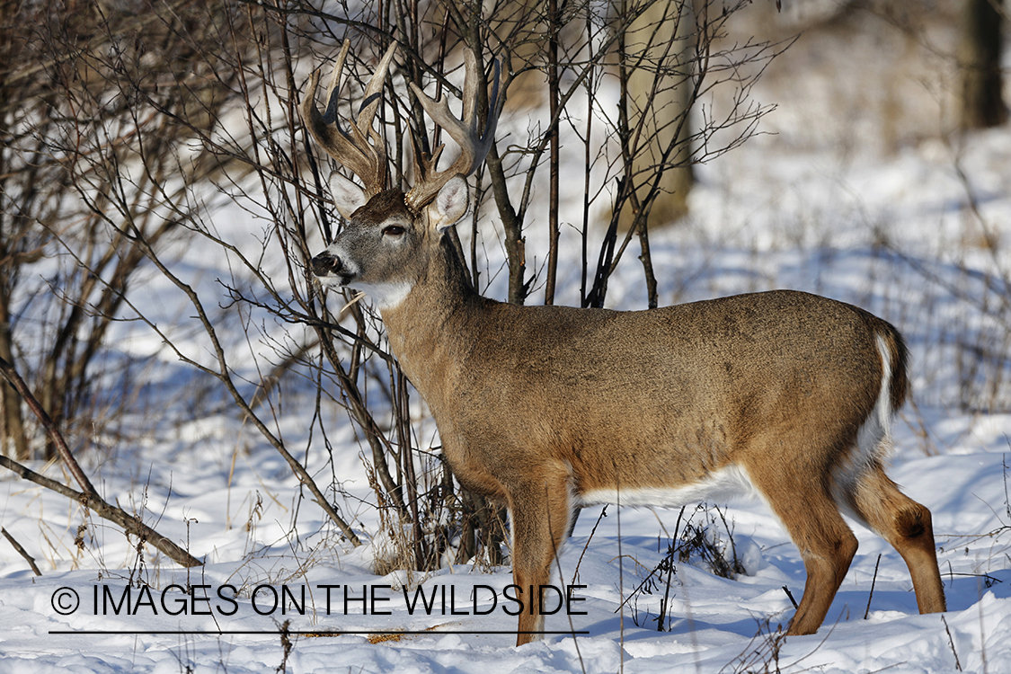 White-tailed buck in winter habitat.