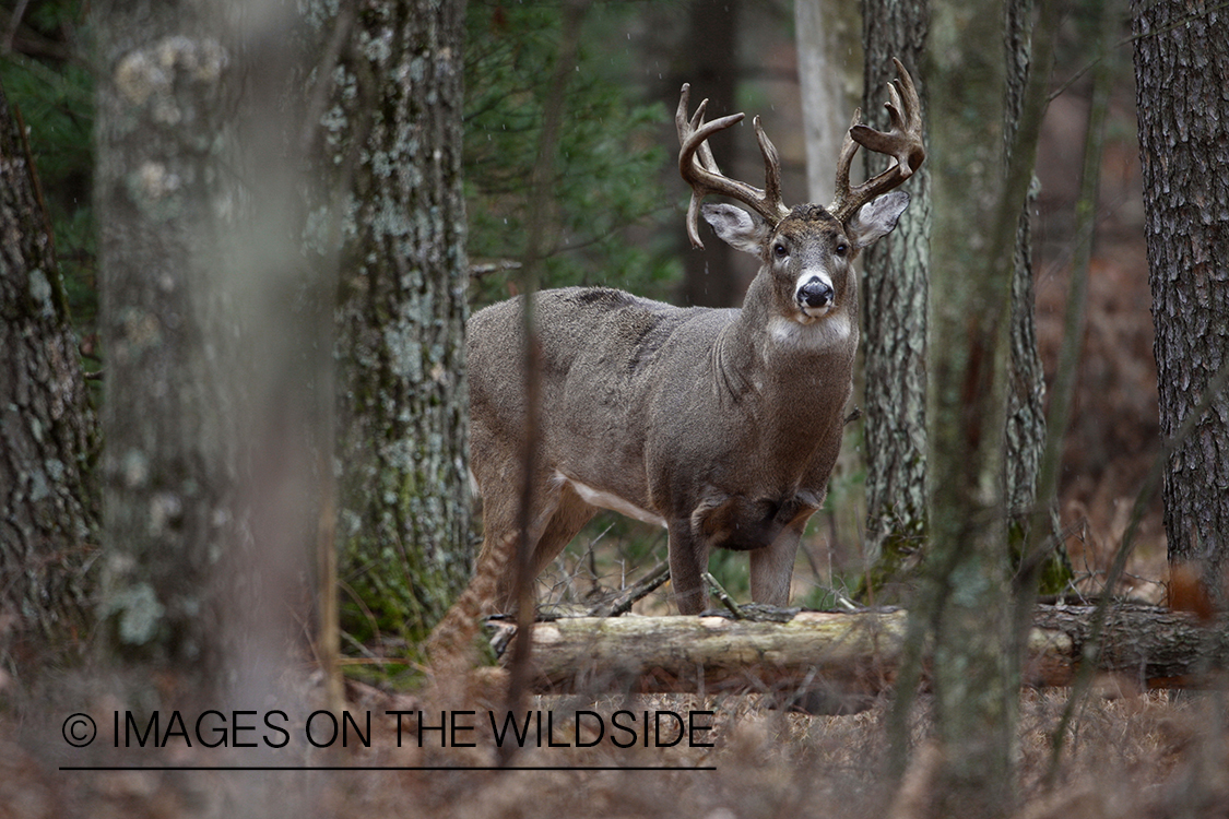 White-tailed buck in habitat.