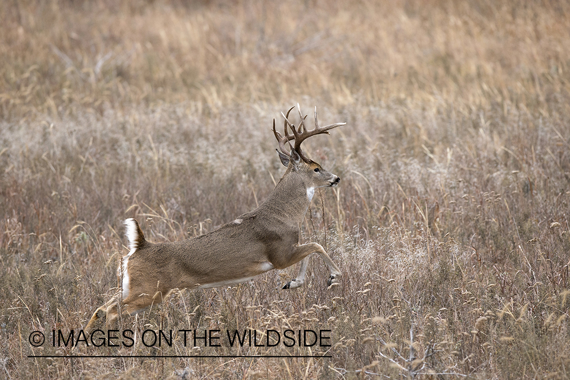 White-tailed buck running in habitat.