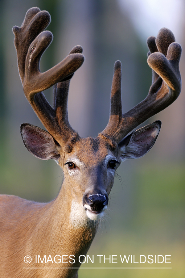 White-tailed buck in habitat.