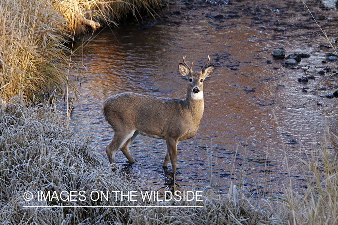 View of White-tailed buck in habitat from tree stand.