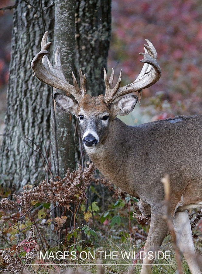 White-tailed buck in habitat.