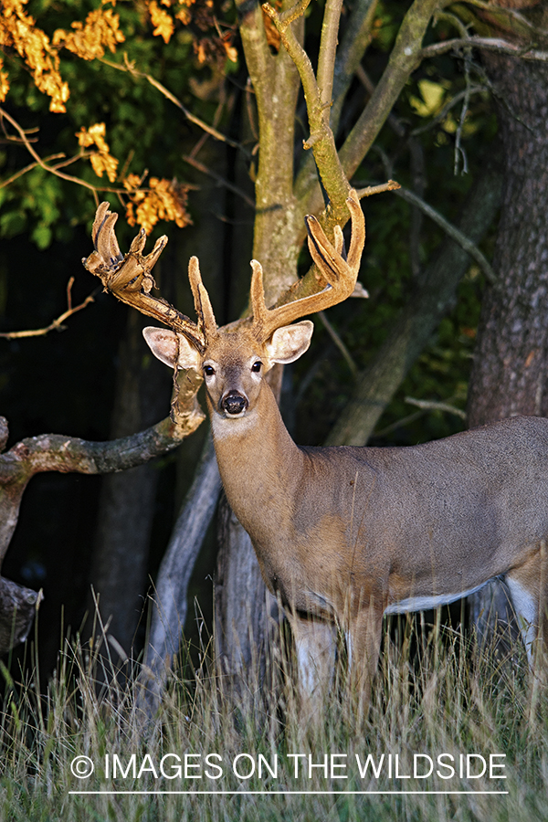 White-tailed buck shedding velvet.