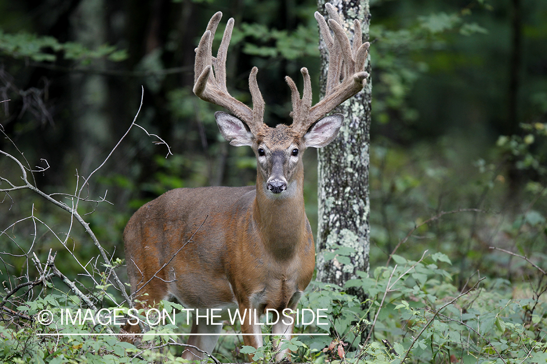 White-tailed buck in habitat.