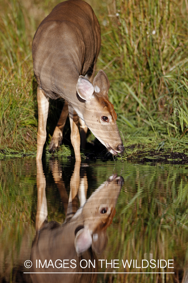 White-tailed doe with reflection.