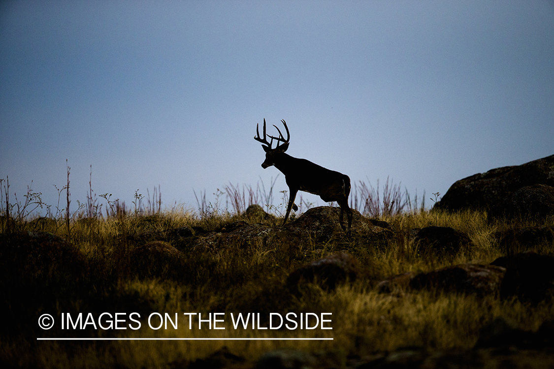 White-tailed buck in habitat. (Silhouette) 