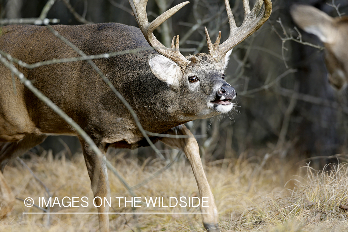 White-tailed buck approaching doe in the rut. 