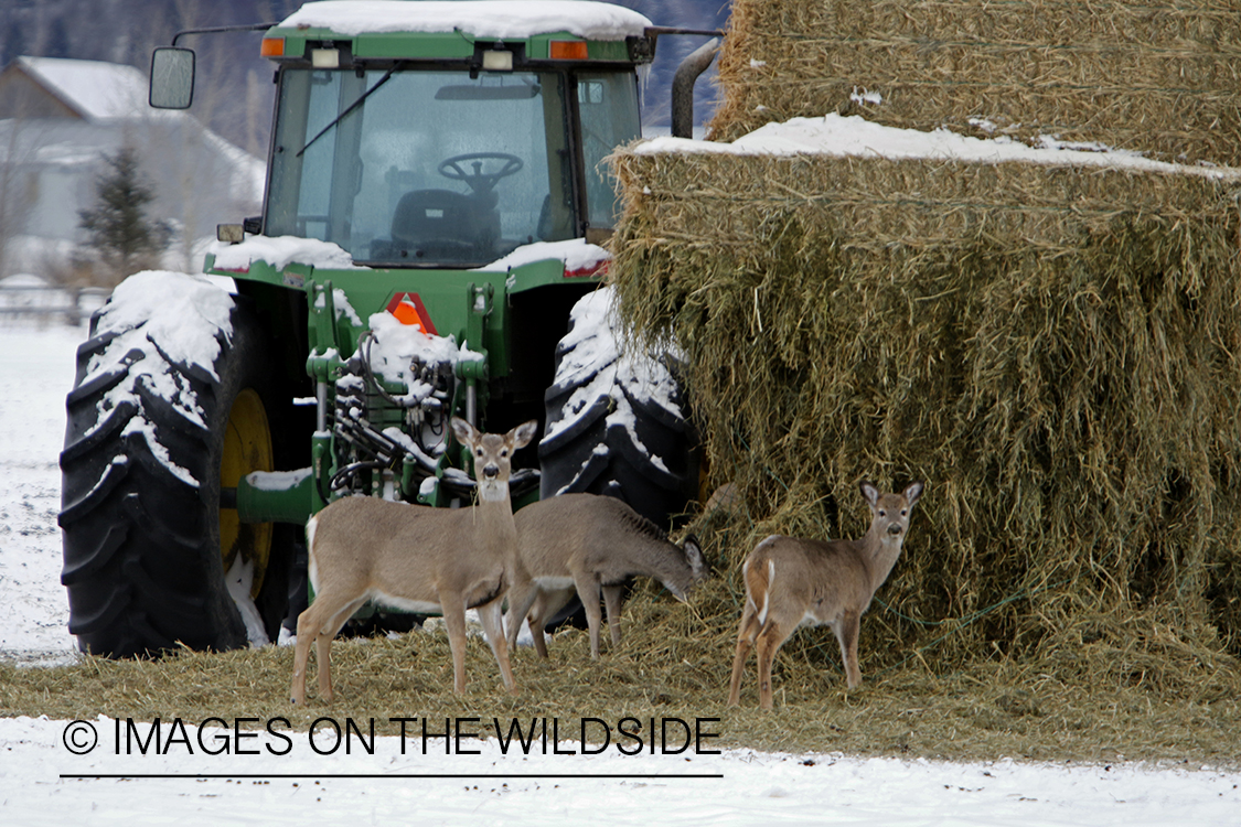 White-tailed doe with fawns eating hay bale.