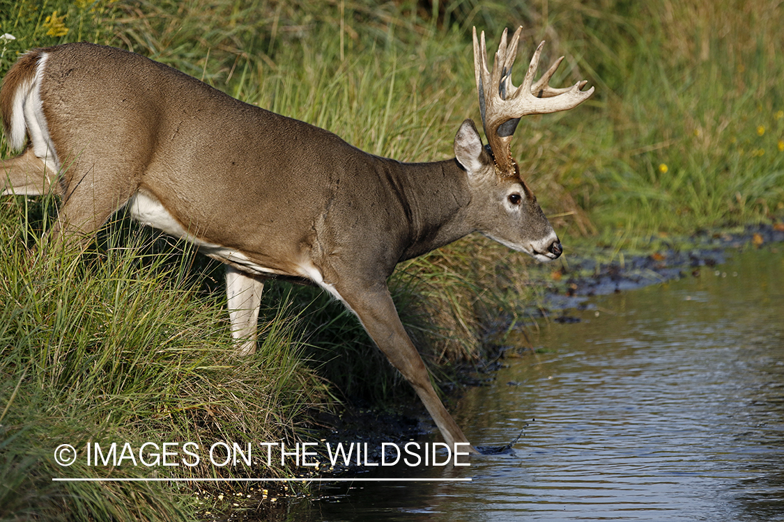 White-tailed Buck in stream.