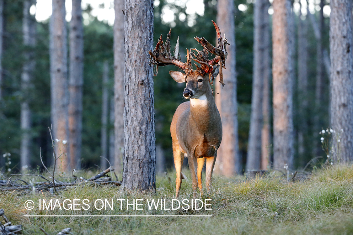 White-tailed buck shedding Velvet.