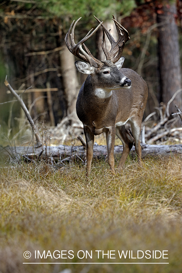 White-tailed buck in woods.