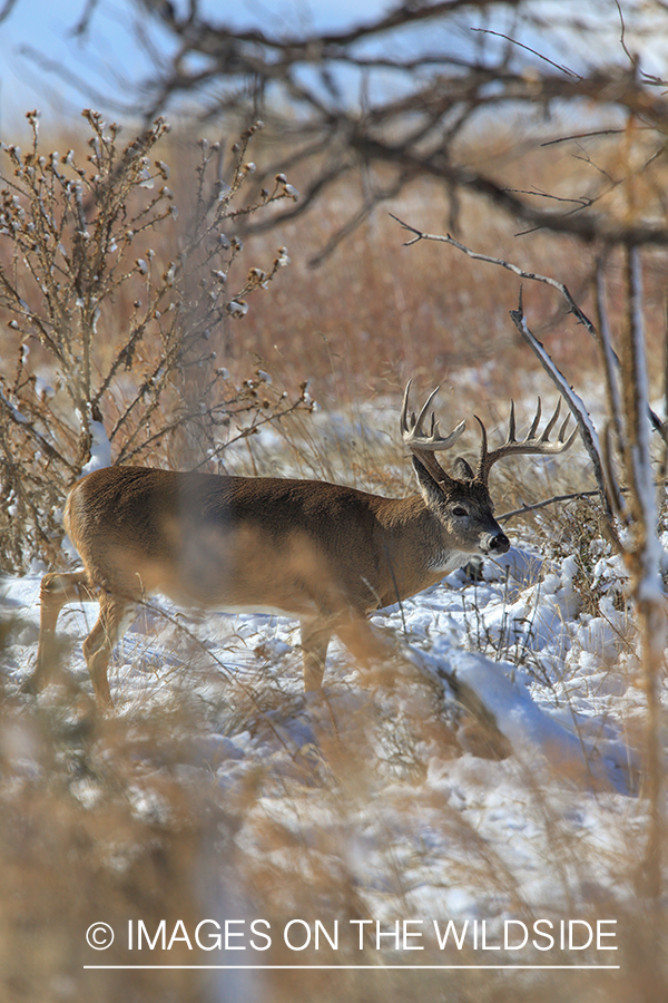 White-tailed buck in tree line.