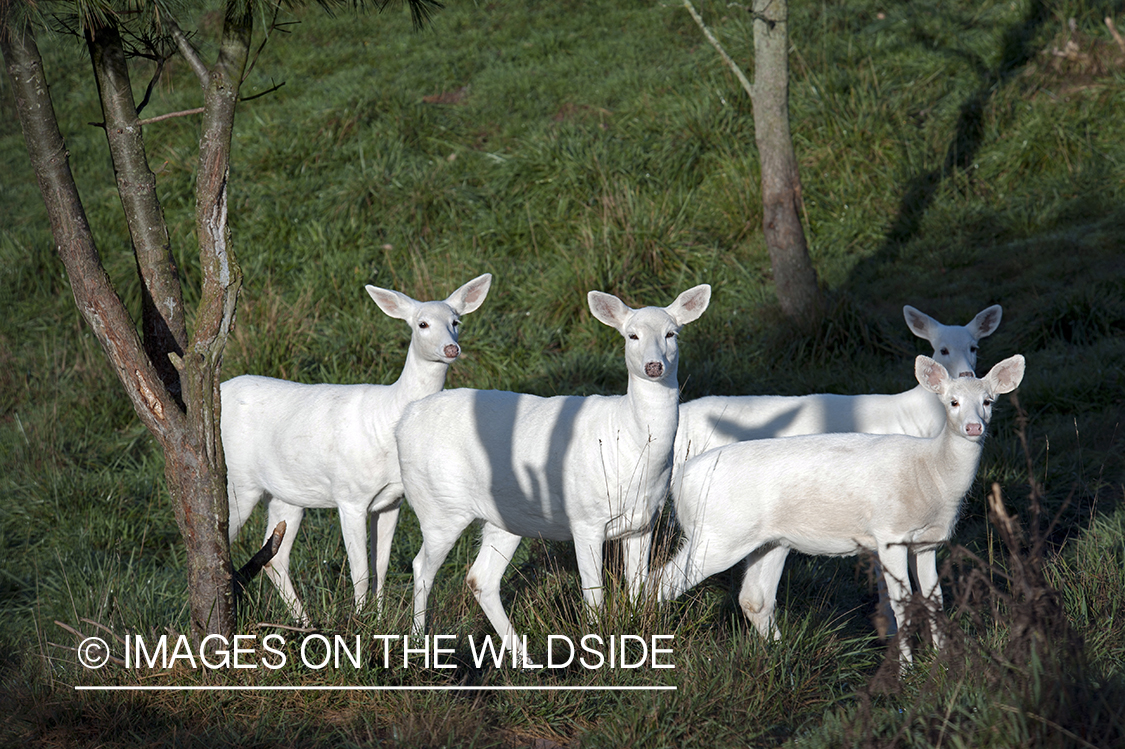 Albino white-tailed deer in habitat.