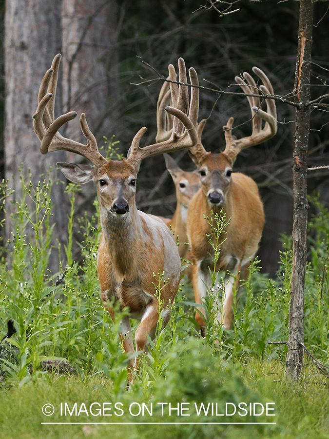 White-tailed buck in velvet.