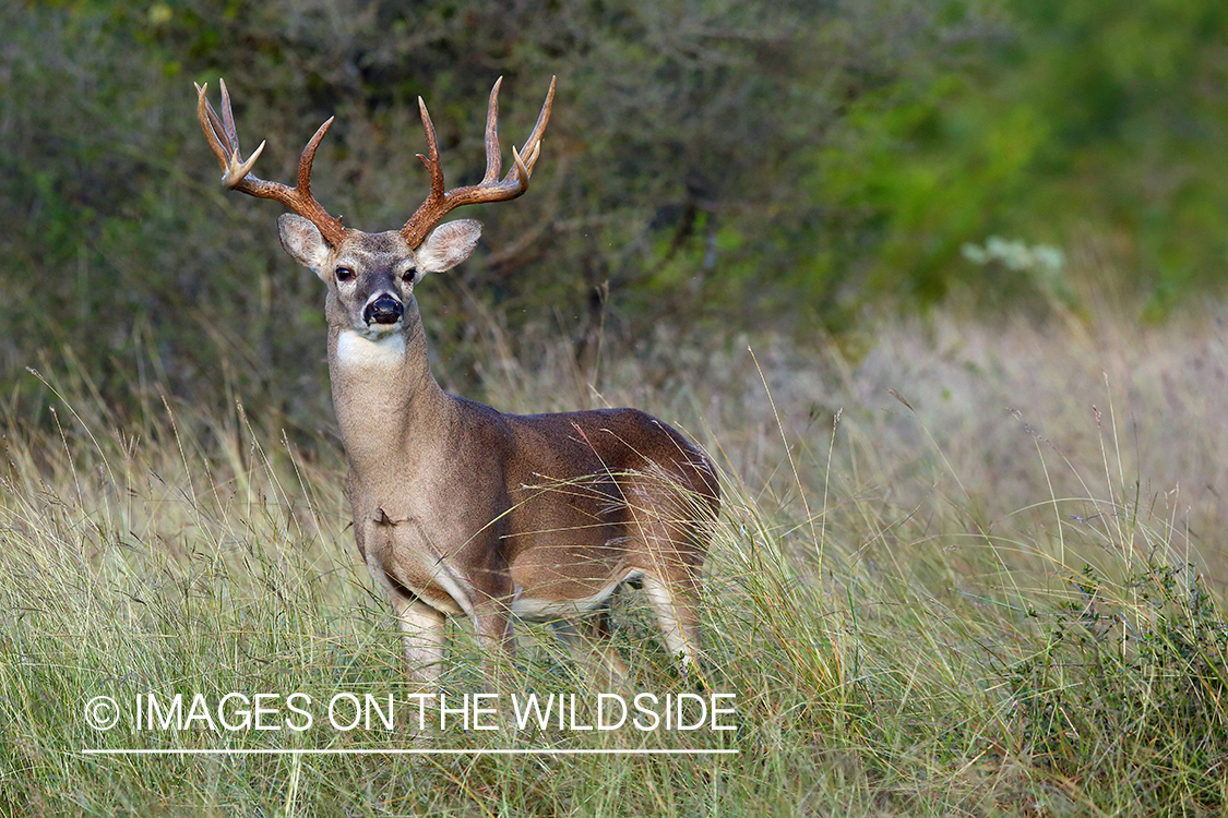 White-tailed deer.