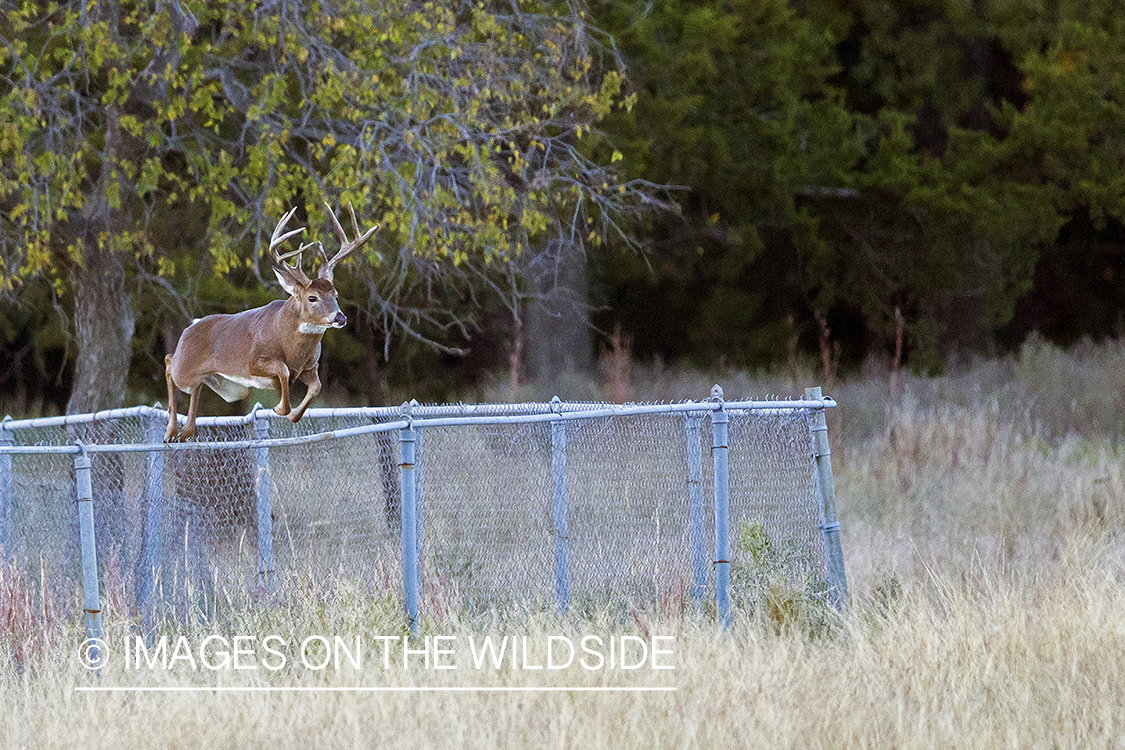 White-tailed buck jumping.