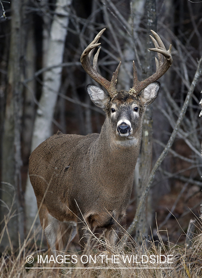 White-tailed buck in trees.