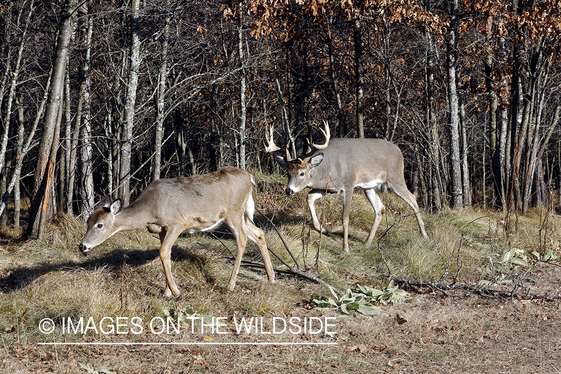 White-tailed buck chasing doe.