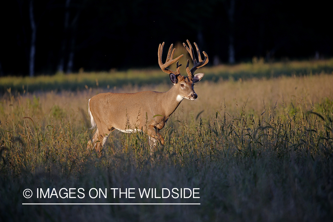 White-tailed buck in the rut.