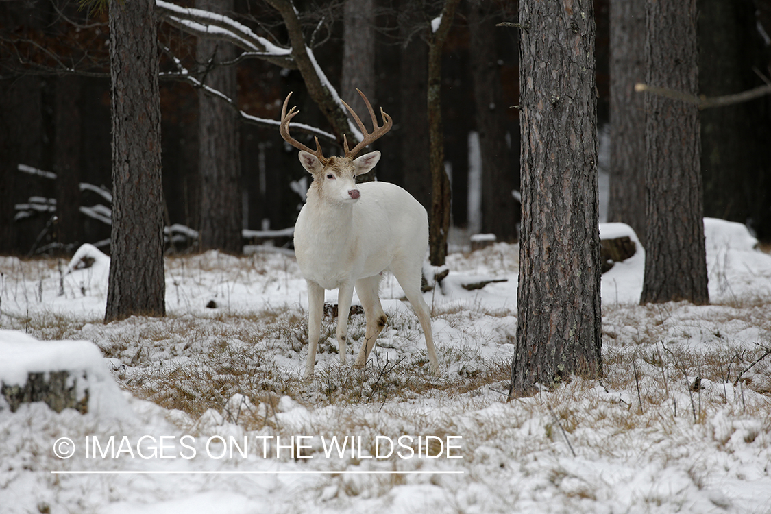 Albino white-tailed buck in snowy field.