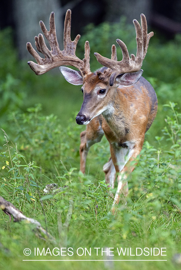 White-tailed buck in Velvet.