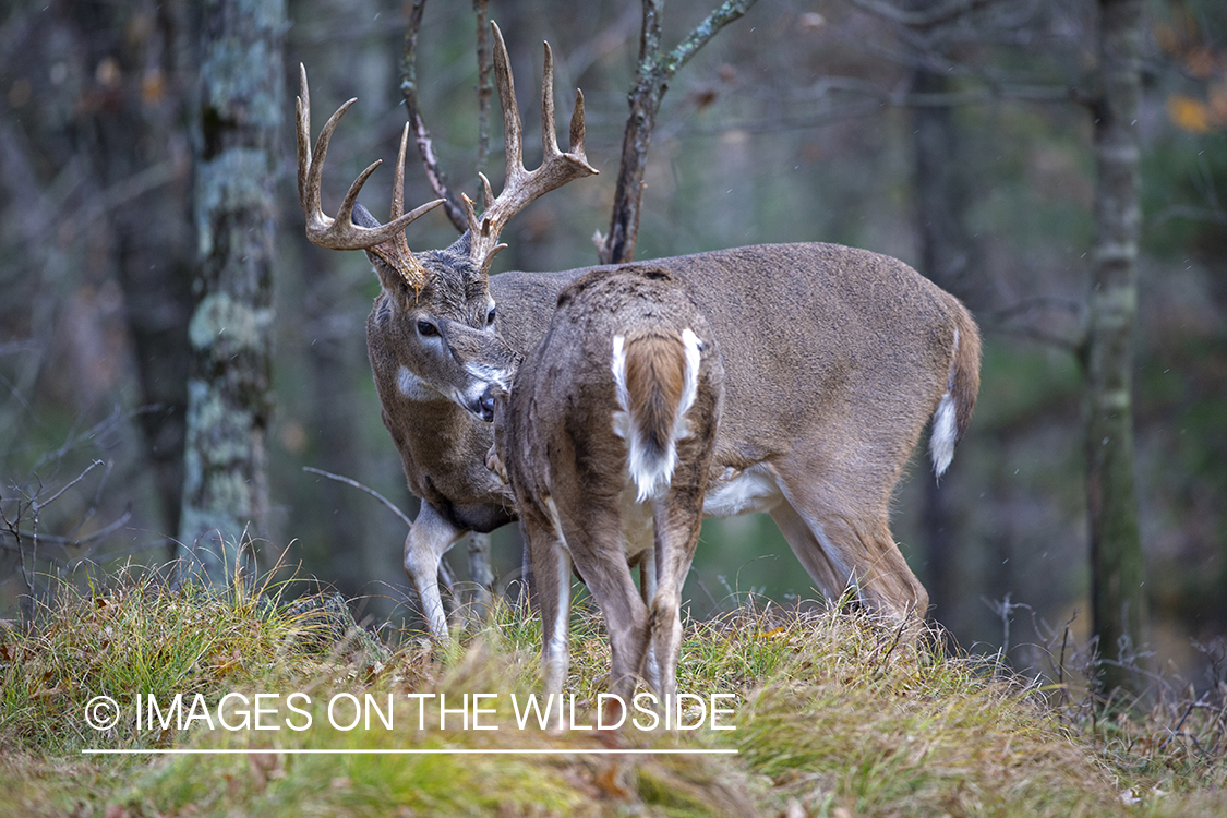 White-tailed buck with doe.