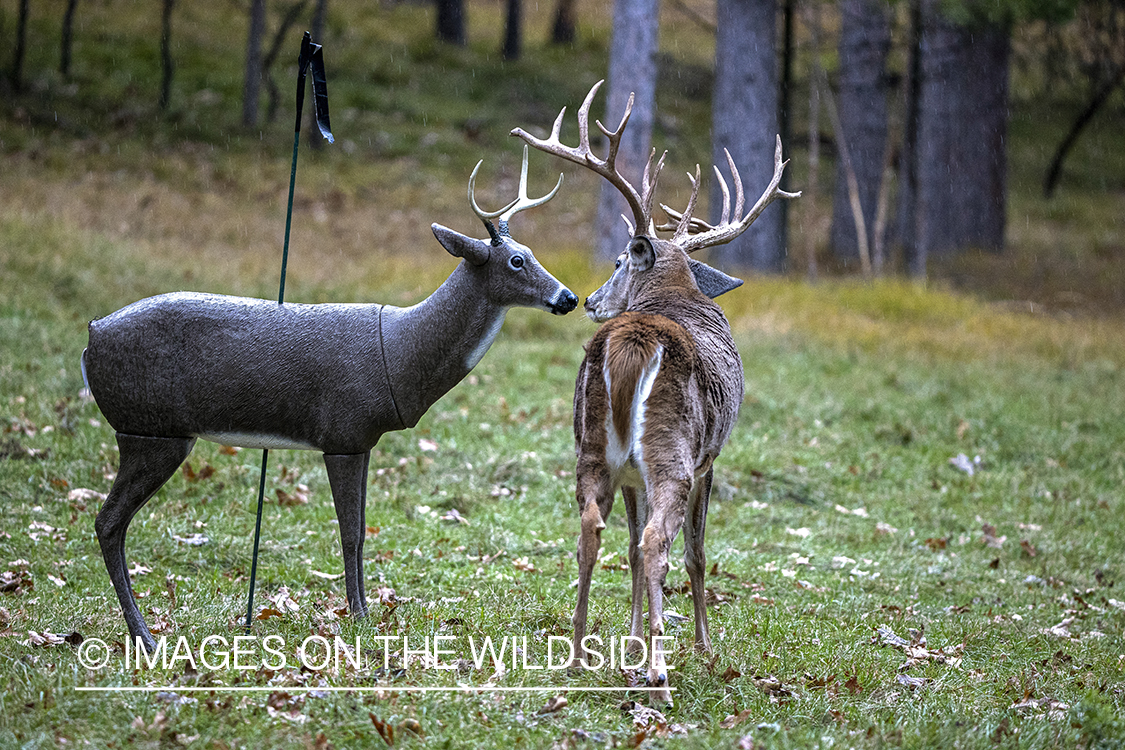 White-tailed buck approaching decoy.