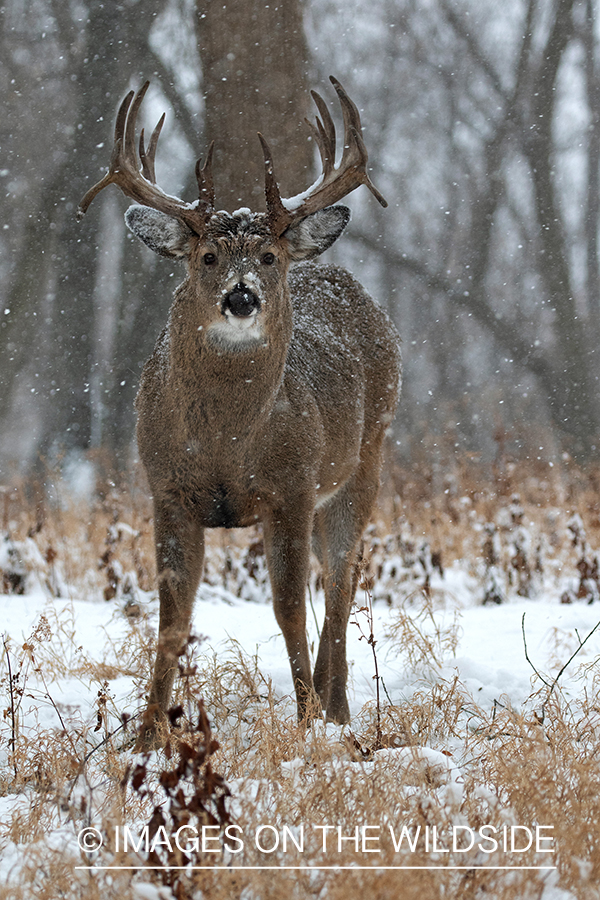 White-tailed buck in habitat.