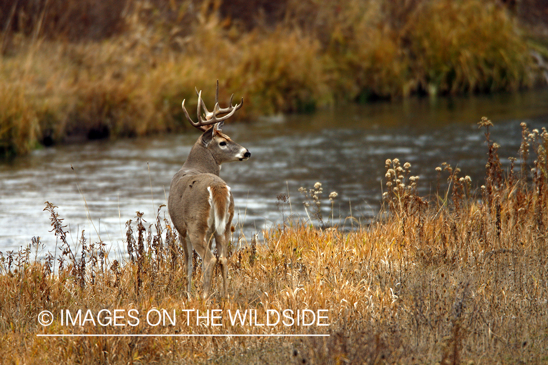 White-tailed deer in habitat