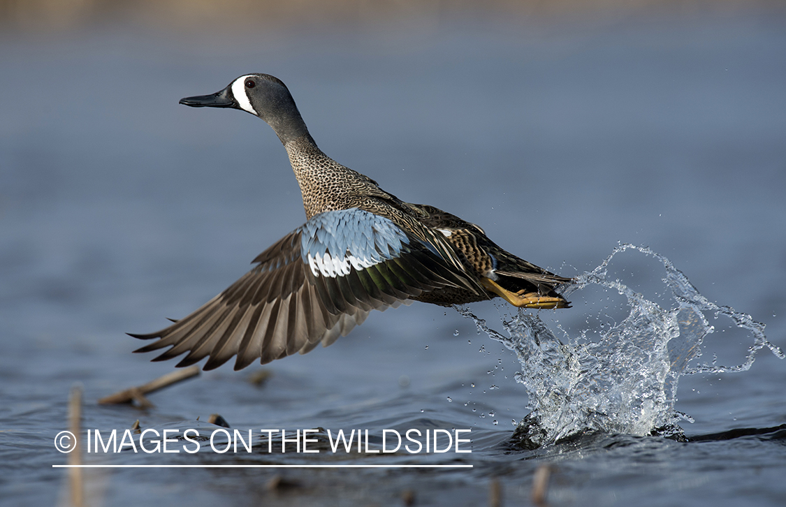 Blue-winged Teal in flight.