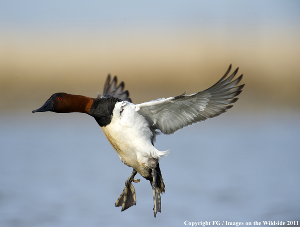 Canvasback landing. 