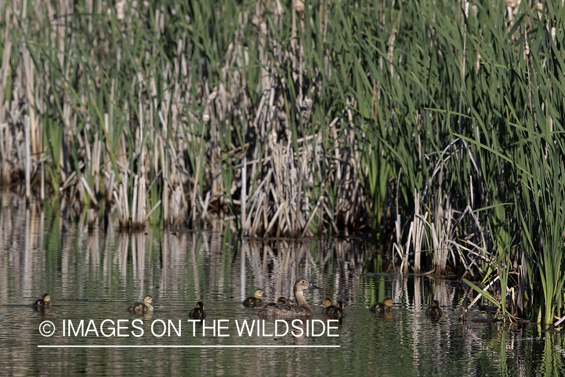 Canvasback with ducklings.