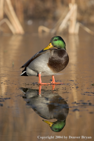 Mallard drake on ice.