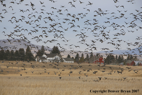 Mallard flock