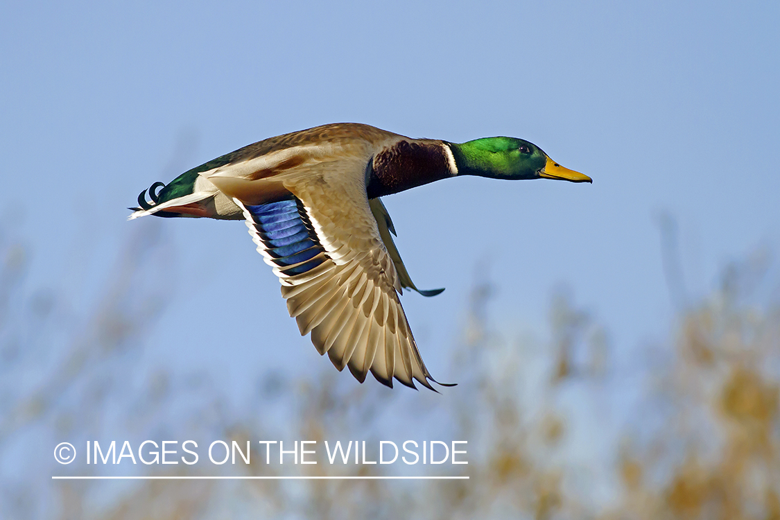 Mallard drake in flight.