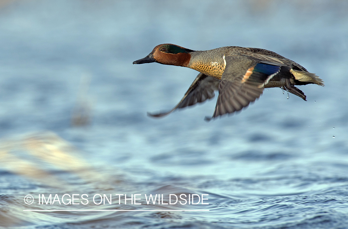 Green-winged Teal taking off of water.