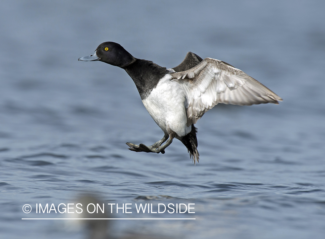 Lesser Scaup in flight.