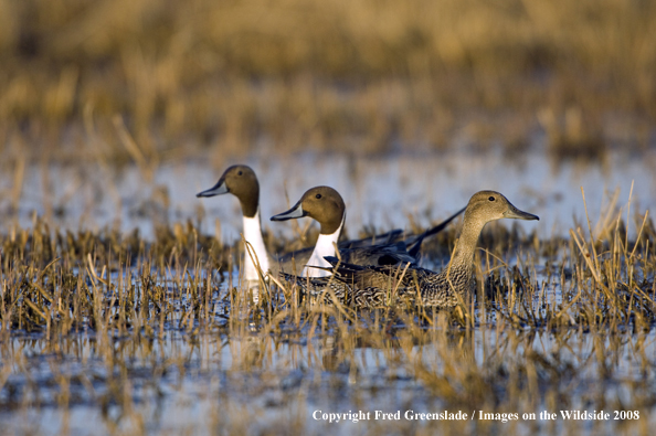 Pintail ducks in habitat