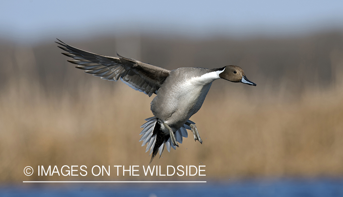 Pintail in flight.