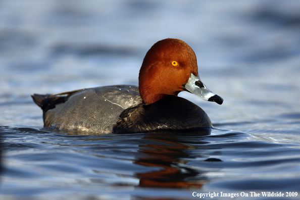 Redhead Drake