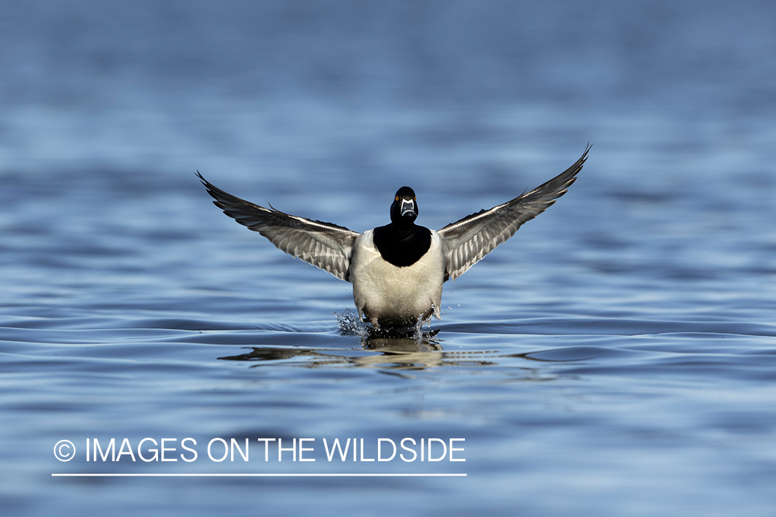 Ring-necked duck in flight.