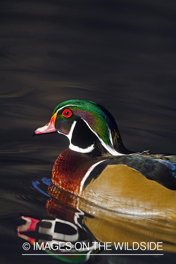 Wood Duck drake in habitat. 