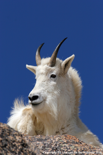 Mountian goat in habitat. 