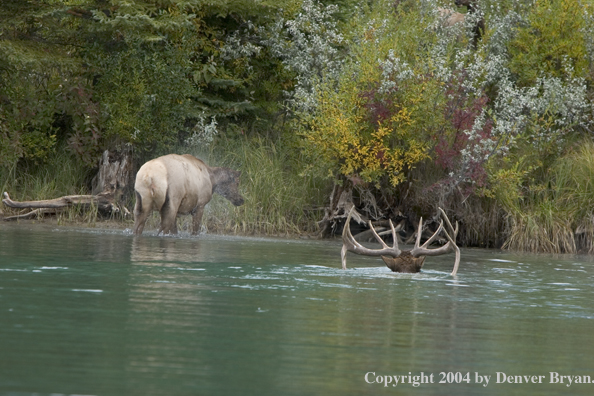 Rocky Mountain bull and cow elk crossing river.