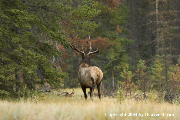 Rocky Mountain bull elk in habitat.