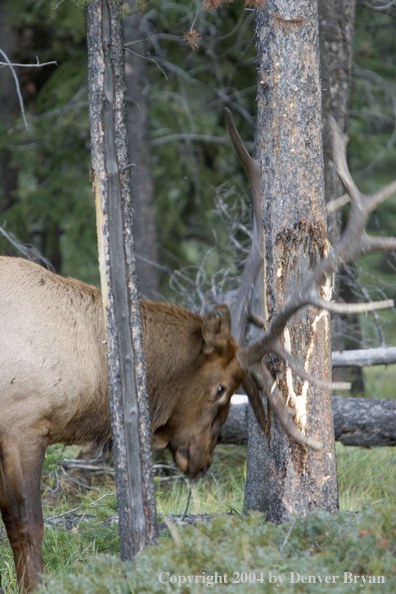 Rocky Mountain bull elk scraping tree.