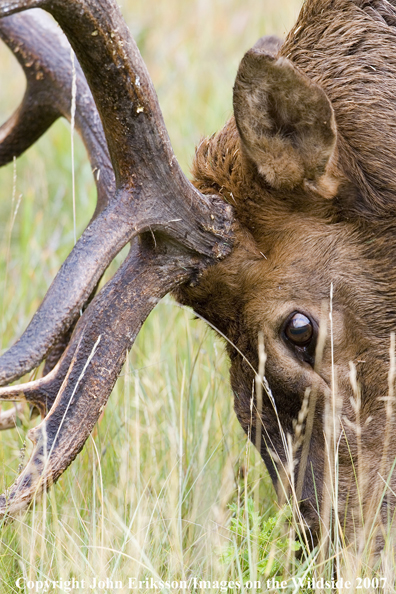 Elk in habitat